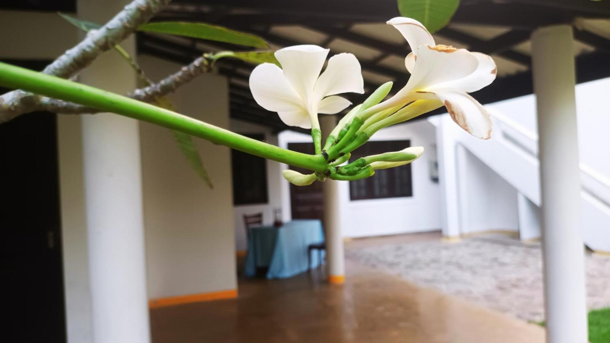 Greenery Lanka Villa Unawatuna Exterior foto